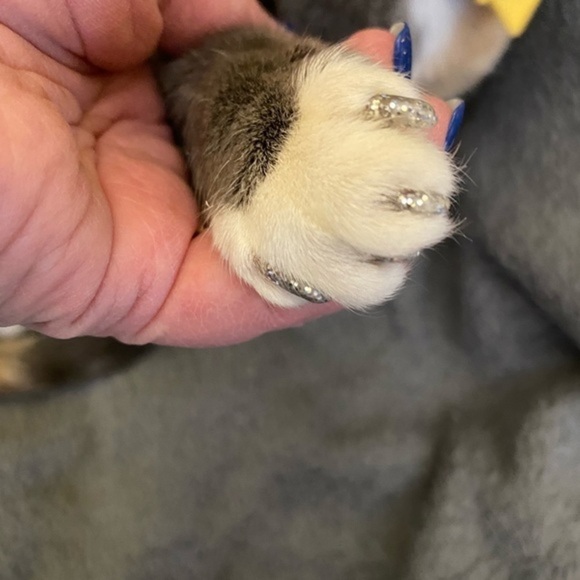 39 glitter green and 40 glitter red Large Purrdy paws nail caps - Picture 9 of 10